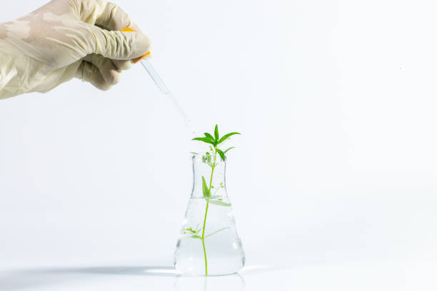 istock Biotechnology science experiment on white background,Hand holding test tube with plant - genetic engineering or biotech research concept 1314546153