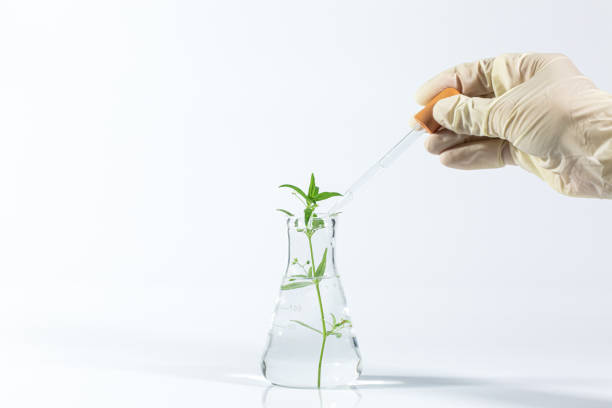 istock Biotechnology science experiment on white background,Hand holding test tube with plant - genetic engineering or biotech research concept 1314546175