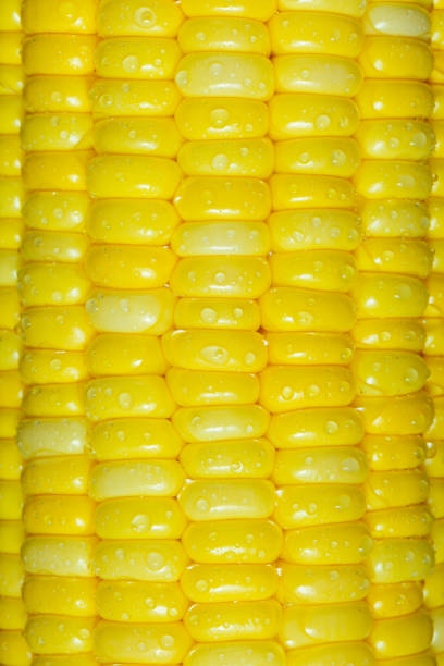 maïs macro, maïs jaune comme fond., gros plan maïs doux sur l’épi, ingrédient se préparent pour la nourriture organique - corn on the cob macro corn crop freshness photos et images de collection