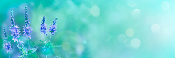 istock Summer background - wild blue flowers on a light pastel backdrop. A magical artistic image. Soft selective focus. 1314546544