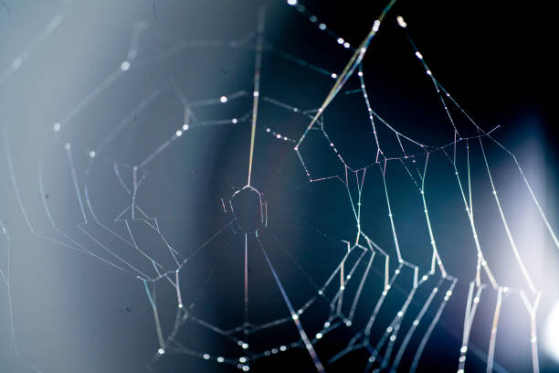 istock pretty scary frightening spider web for halloween 1314547429