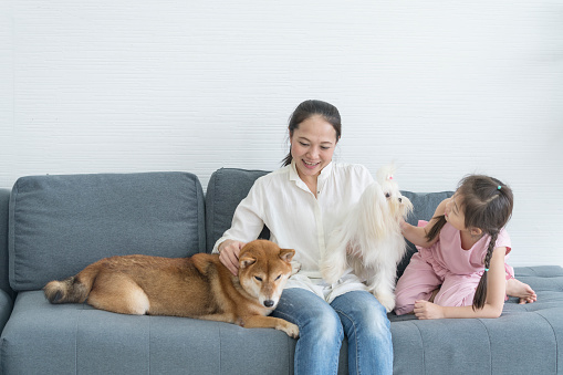 A mother and daughter sitting on the sofa in the living room with a Shiba Inu dog. And Maltese dog.