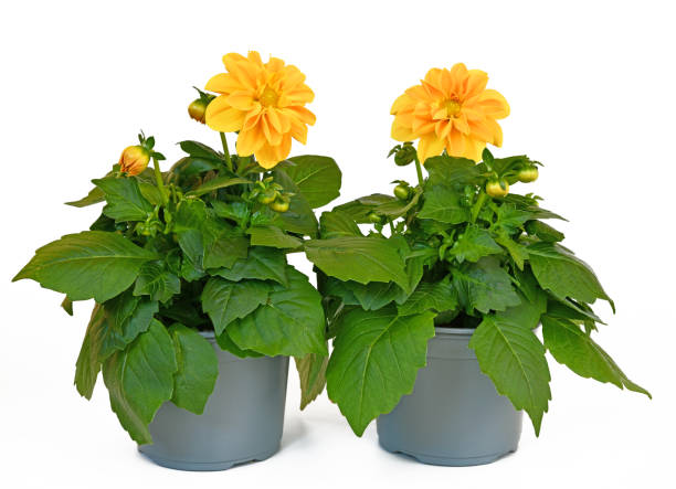 istock yellow dahlia in topg 1314548962