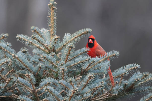 Male Cardinal in tree perching in spring eating sunflower seed or at feeder Bright red male Northern Cardinal perching in tree waiting turn at bird feeders female cardinal bird stock pictures, royalty-free photos & images