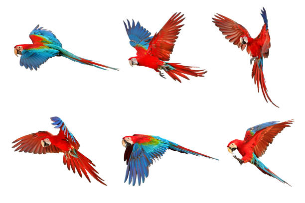 Parrot Set of green wing macaw parrot isolated on white. macaw stock pictures, royalty-free photos & images