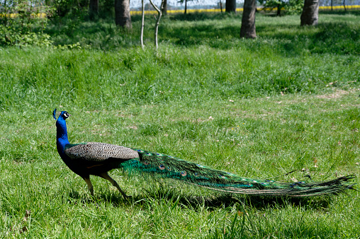 male Peacock (Pavo cristatus)