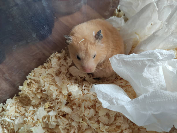 istock Sleepy hamster woke up and does not understand anything 1314550960