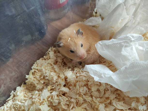 istock Sleepy hamster woke up and does not understand anything 1314550981