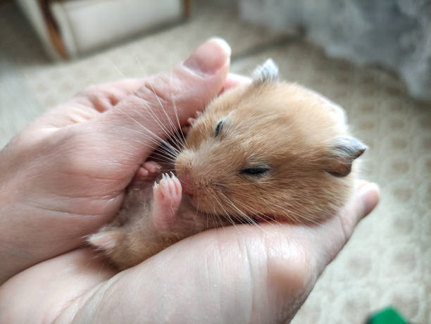 Cute syrian hamster sleeps in female arms Cute syrian hamster sleeps in the female arms baby mice stock pictures, royalty-free photos & images
