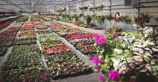 istock Various flowers in the greenhouse 1314551051