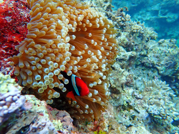 istock An anemone fish and sea anemone 1314551887
