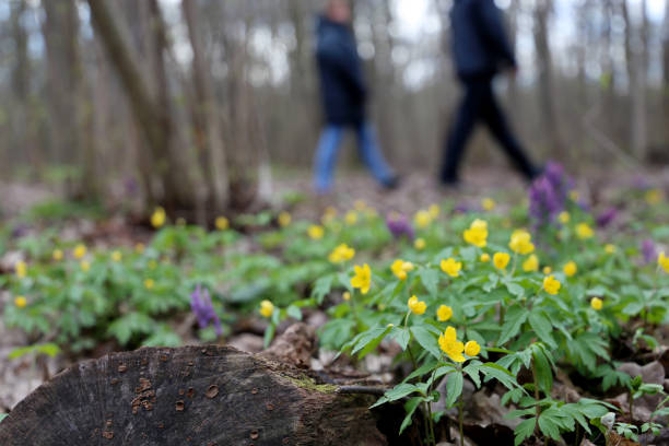 весенние цветы в лесу, дефокусированы вид на ходячих людей - yellow wood anemone стоковые фото и изображения