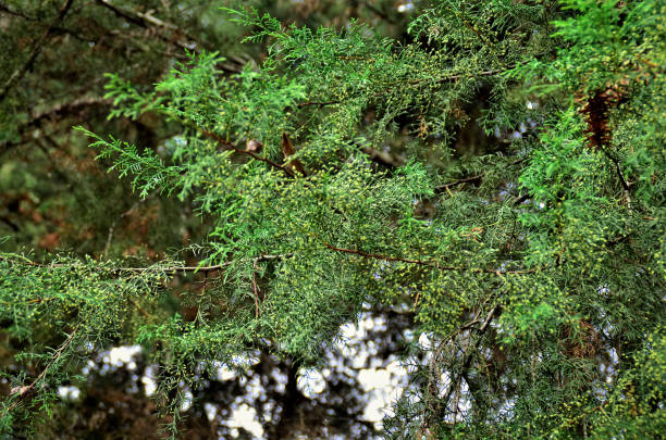 istock The foliage of Juniperus chinensis 1314552659