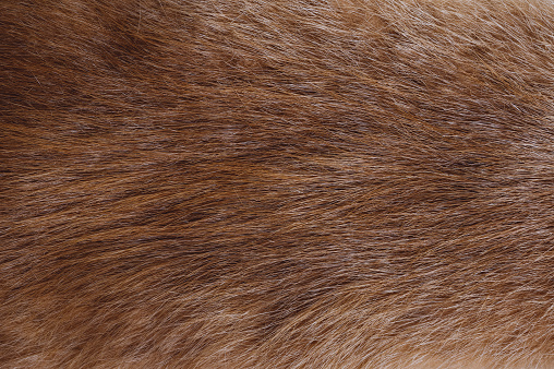 nutria wool close up - fur texture