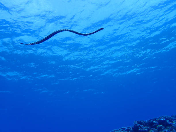 istock Sea snake of Okinawa 1314552898