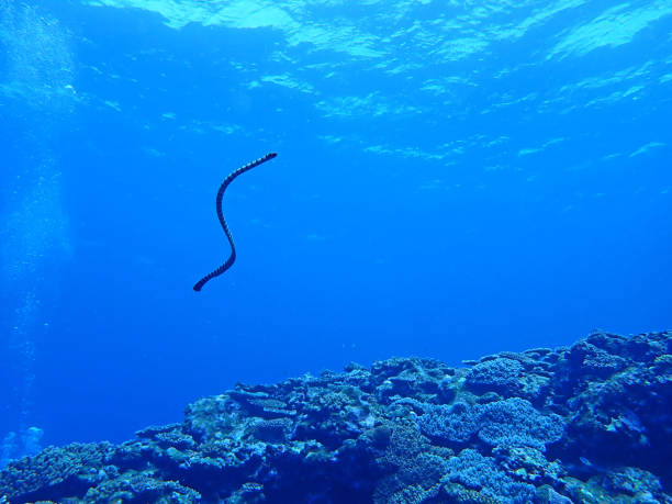 istock Sea snake of Okinawa 1314552920