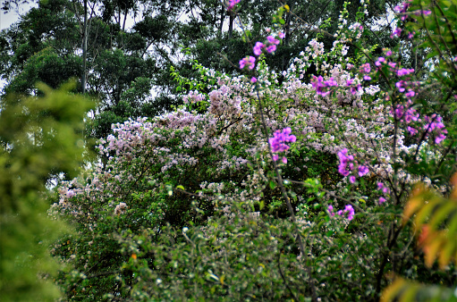 The pink flowers of Bougainvillea in the field
