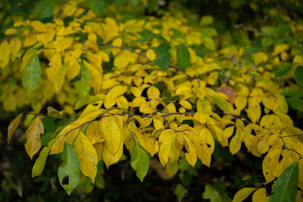 Green Leaves Fade to Gold In Early Fall Green Leaves Fade to Gold In Early Fall in Indiana Dunes National Park fade in stock pictures, royalty-free photos & images