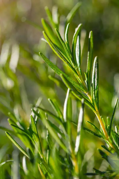 Rosemary plant background sprig in summer with warm sun flare.
