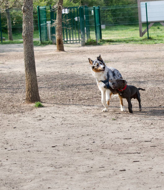 istock Danger of dog harness 1314556993
