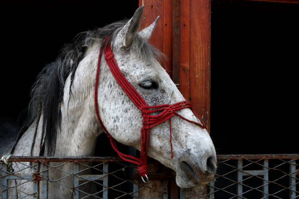istock White horse standing in a stable on a sunny day 1314557109