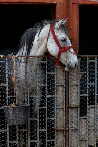 White horse standing in a stable on a sunny day
