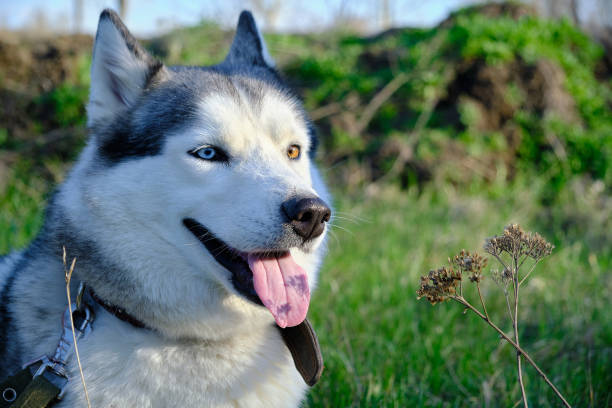 istock Muzzle gray colored dog Siberian husky breed with its tongue hanging out. 1314557942