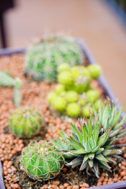 istock Exotic cactus plants in pot 1314559260