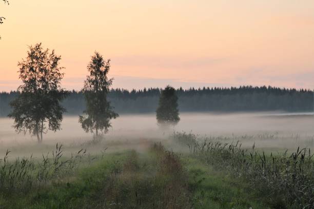 Beautiful misty field when the sun is setting