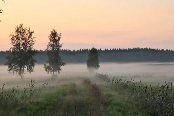 Mist is raising on the field. It is sunset time and the sky is yellow and orange. There are three silhuettes of trees on the field. The atmosphere is mystic. Selective focus, slightly blurred.