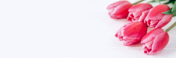 istock Fresh tulip flowers on a white background. 1314559413