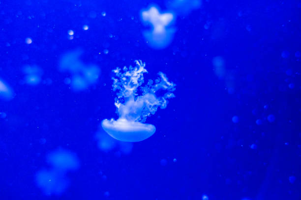 istock Marble Jellyfish Lychnorhiza Lucerna on blue background 1314559449
