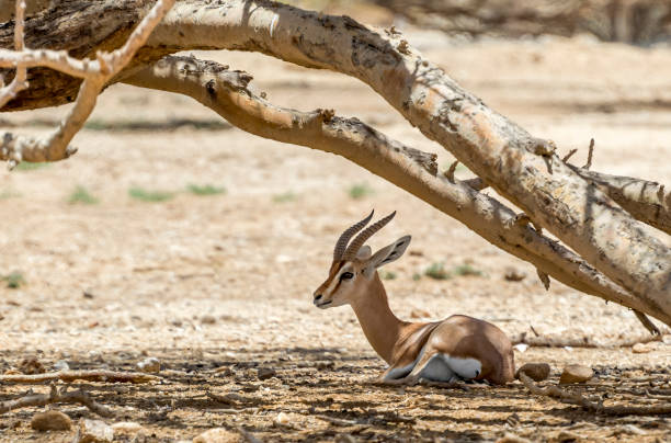 la gacela dorcas (gazella dorcas) habita en las reservas naturales del desierto - ariel cisjordania fotografías e imágenes de stock