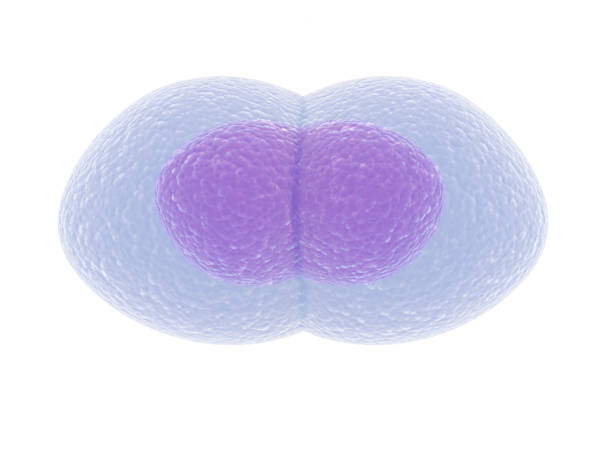 imagen muy detallada de la célula del huevo humano aislada sobre el fondo blanco. - ovary human cell cell high scale magnification fotografías e imágenes de stock