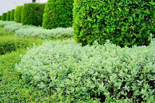 Close-up beautiful bushes shaped in garden