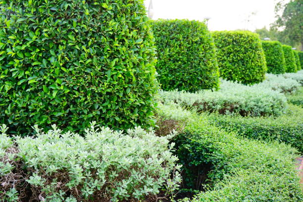 istock Bushes shaped in garden 1314562068