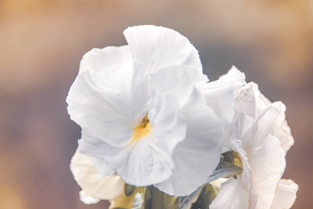Macro closeup of one isolated white blossom (viola cornuta) with single yellow petal (focus on left upper petal)