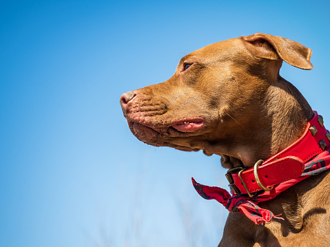 Charming puppy of brown color. Close-up, outdoor. Day light. Concept of care, education, obedience training, raising pets