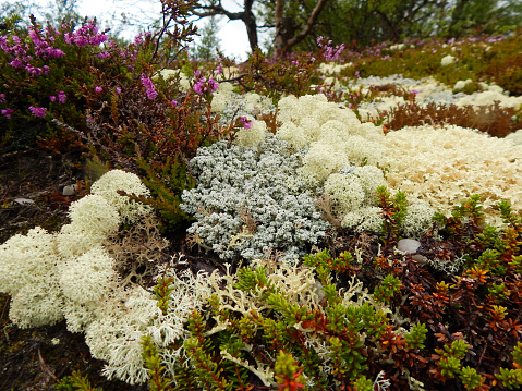 lichen detail. macro of various types of lichen