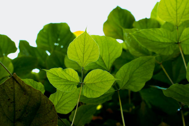istock green leaves branches in front of white and bluish background 1314565258