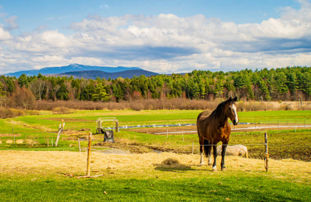 brown horse poses before view of Mount Mansfield in the spring