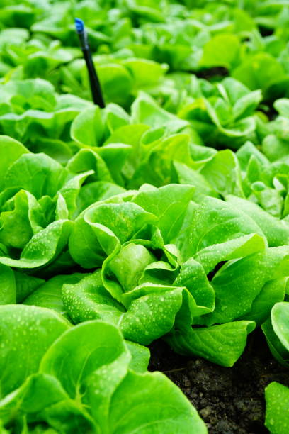 istock Green Organic vegetables in farm 1314566038