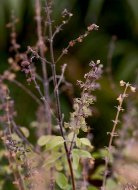 istock Indian basil leaves and seeds grown outdoor 1314566064