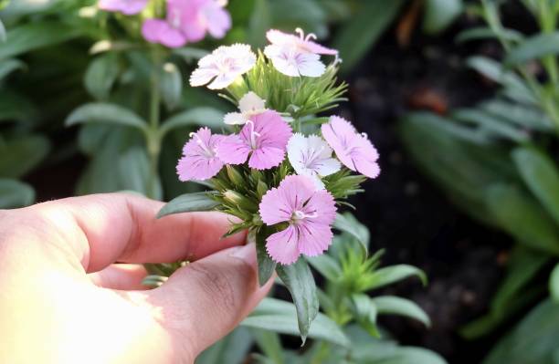 istock Hand Holding Fresh Pink Dianthus Flowers 1314566895
