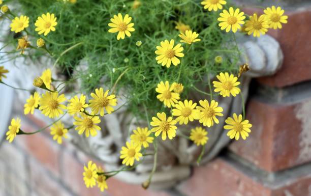 istock Lovely Fresh Butter Daisy in A Garden 1314566901