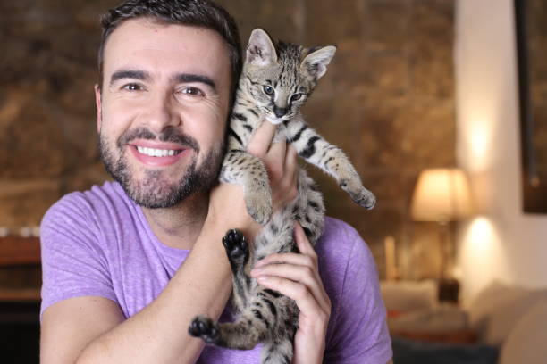 istock Man with baby Savannah F1 exotic cat 1314567942
