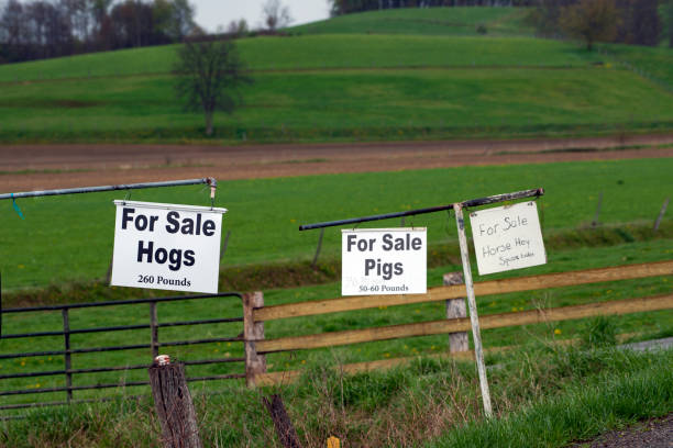 istock Signs advertising pigs and hogs for sale 1314568980