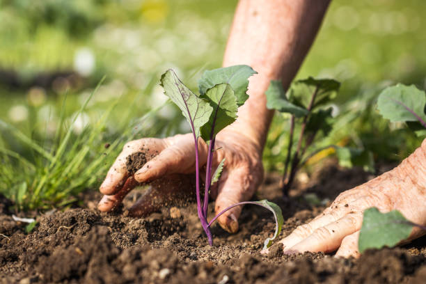 piantare piantine kohlrabi in giardino biologico - kohlrabi turnip cultivated vegetable foto e immagini stock
