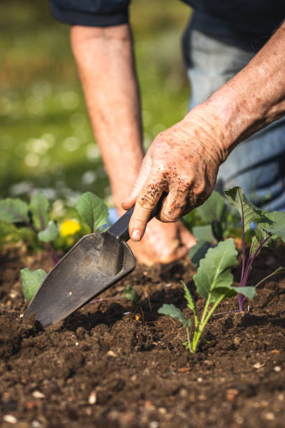 manos de agricultor trabajando con pala en lecho vegetal - kohlrabi turnip cultivated vegetable fotografías e imágenes de stock