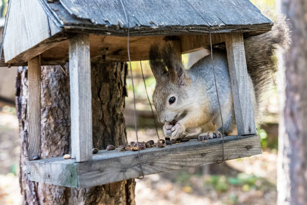 istock The squirrel sits in the feeder and nibbles nuts. 1314573325
